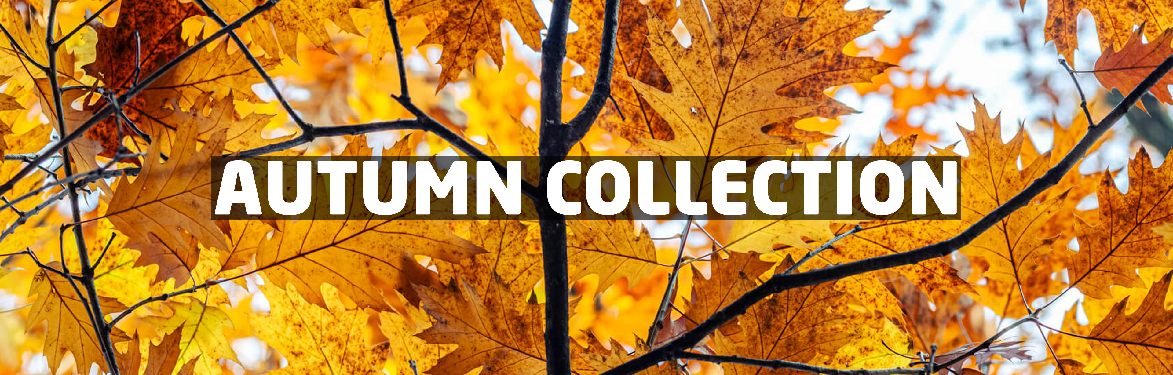 Autumn Collection
